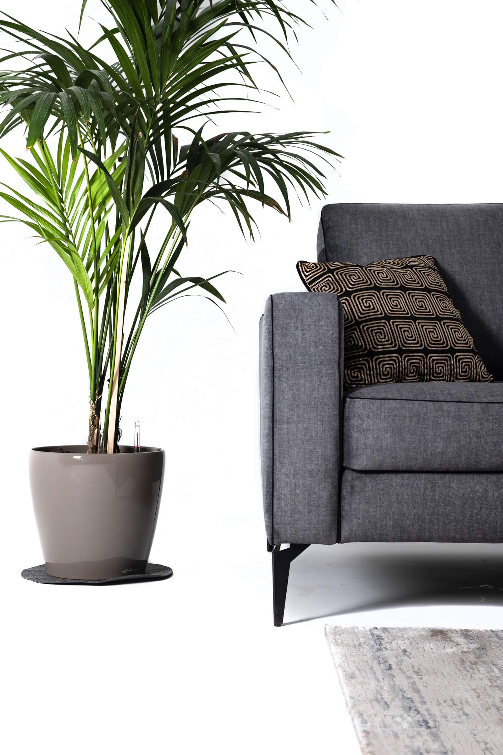 Alternative view of Colțar Joly